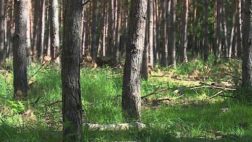 Myslivec postřelil člověka