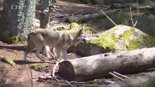 Útěk vlků z výběhu na Šumavě