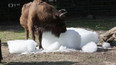 Ochlazování zvířat v pražské zoologické zahradě