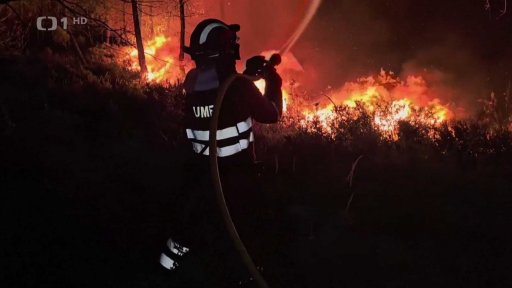 Lesní pořáry ve Španělsku