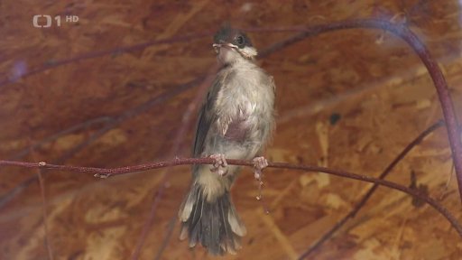 Rozšíření seznamu invazních druhů