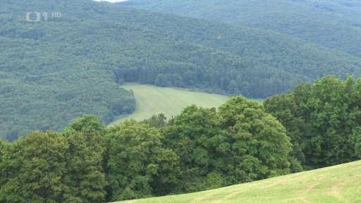 Medvěd u Brumova-Bylnice