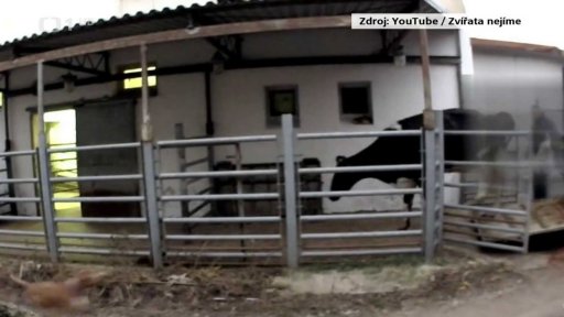 Tresty za týraní zvířat v Hraběticích