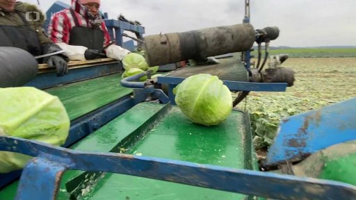 Plocha ovocných sadů v ČR