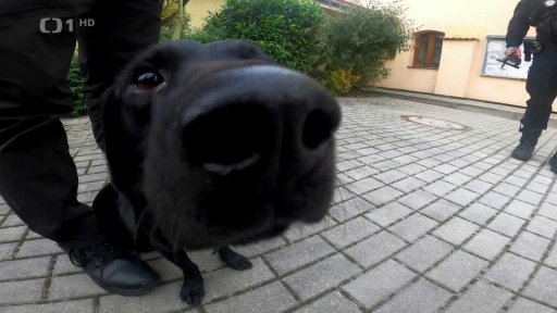 Trest pro Pavla Jelínka