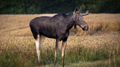 Putování losa Emila