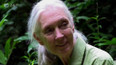 Zemřela Jane Goodallová