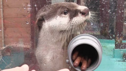 Příběhy zvířecích miminek III