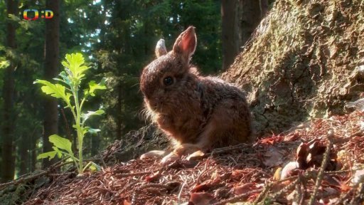 Pohádky pro štěňátka