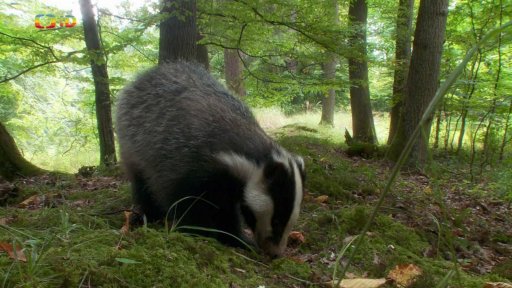Pohádky pro štěňátka