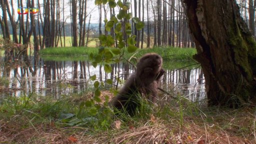 Pohádky pro štěňátka