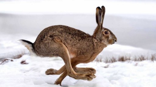 Den omylů v Zelčíně