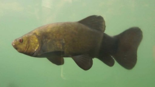 Expozice sladkovodních ryb v Modré