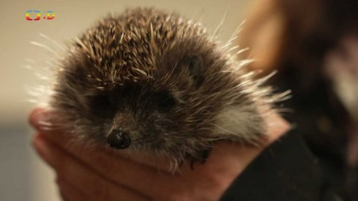 Příroda: Hibernace