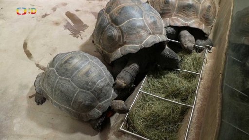 Příroda: Želva obrovská