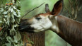 Příroda: Okapi