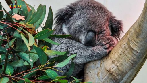 Sydney - klokani na opeře