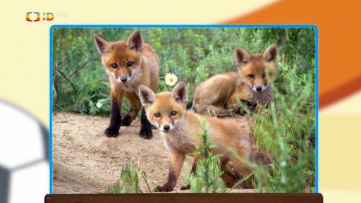 Jak si hrají zvířata