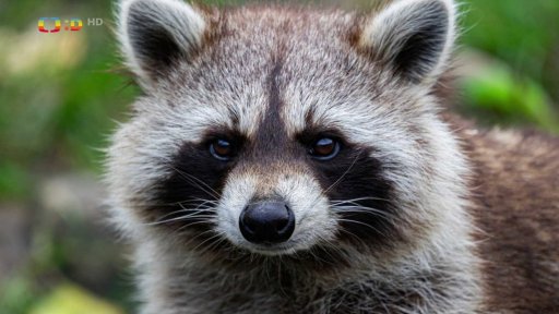 Mýval, čistotný lupič