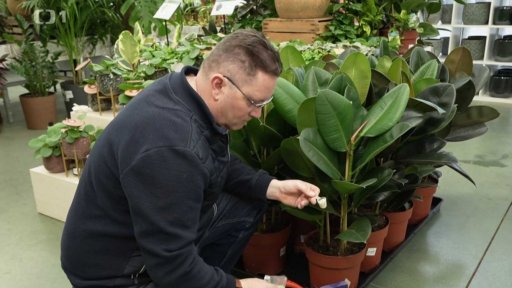 Péče o pokojové rostliny