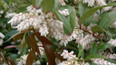 Pieris, nandina a skimmia