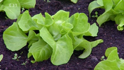 Kdy doplnit výživu plodové zelenině