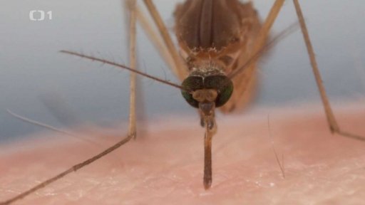 S létem přichází nebezpečný hmyz