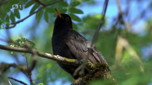 Za kuropění se vydejte za ptáky