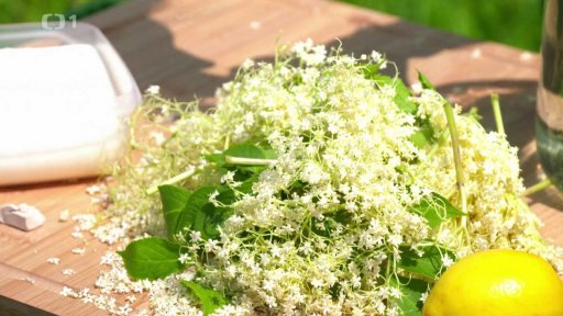 Jedlé květy z přírody