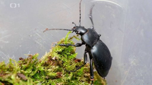 Poznáte střevlíka?