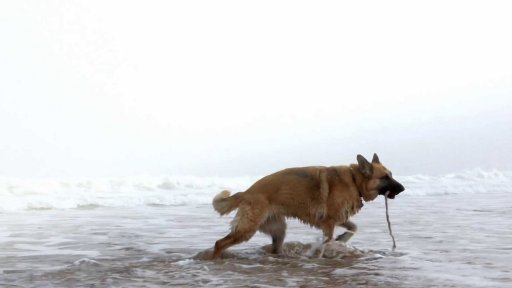 Cestujeme se zvířaty na dovolenou