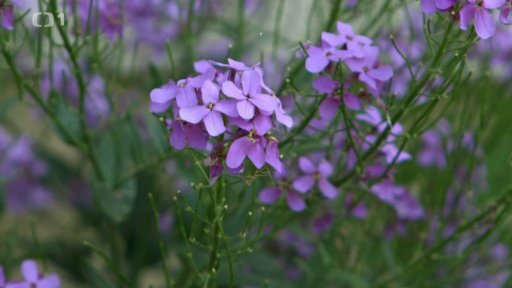 Modře a fialově kvetoucí trvalky