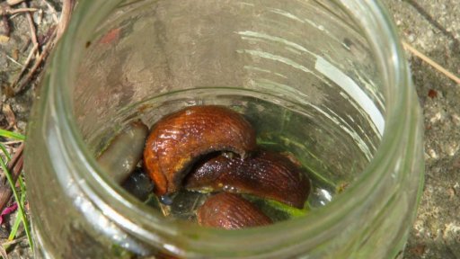 Slimáci a ostatní škůdci v podzimní zahradě