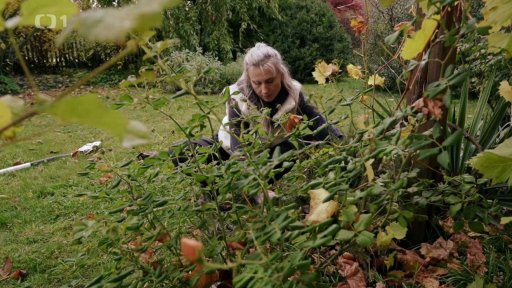 Zazimování růží