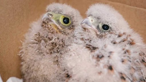 Záchranná stanice pro ptáky