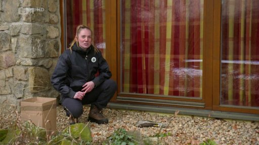 Ochrana ptáků před nárazy do skel