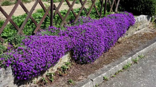 Trvalky a skalničky