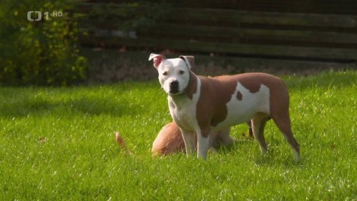 Péče o mazlíčky v zimě