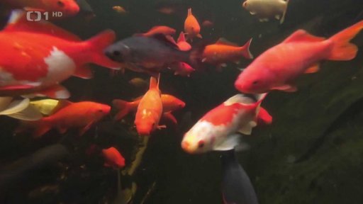 Zazimování zahradního jezírka