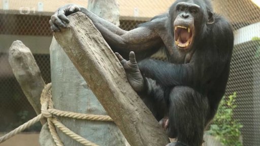 Odbornice na chov šimpanzů Jana Pluháčková