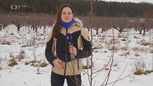 Kácení sadů kvůli loňské nadúrodě