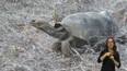Návrat želv sloních na Galapágy