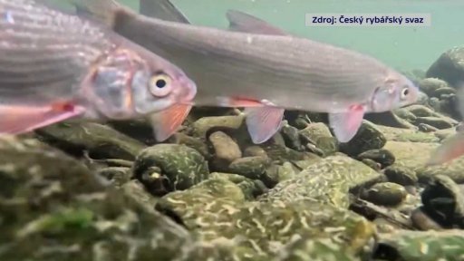 Hromadný úhyn ryb v Paskově