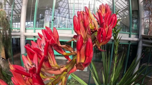 Obří lilie v liberecké botanické zahradě