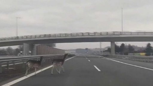 Přibývá srážek se zvěří