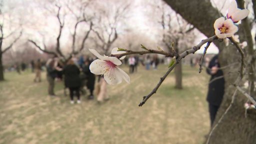Slavnosti mandloní a vína