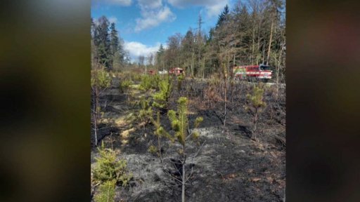 Lesní požár na Královéhradecku