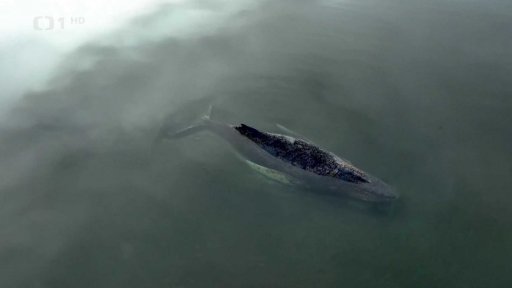 Záchrana velryby v Německu