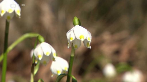 Reakce přírody na klimatické změny