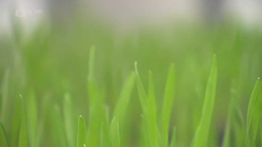 Geneticky upravený ječmen